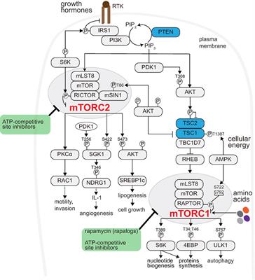 mTOR at the Transmitting and Receiving Ends in Tumor Immunity